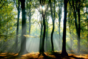 Medio ambiente y calidad